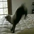 Bed Bouncing With Bambi